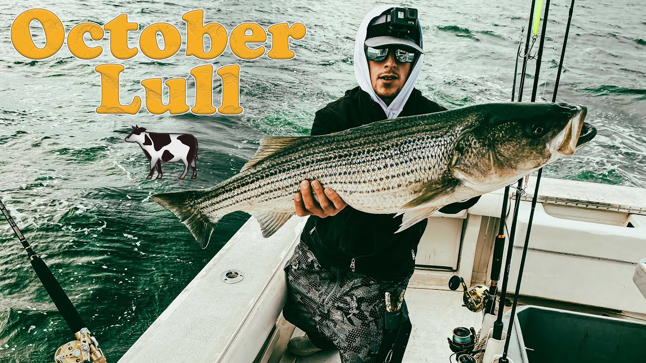 October Lull 🦌 ? We go Fishing 🎣 for Cows! Watch us Catch These Big ...