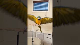 Blue and Gold Macaw Showing Off Her Wings