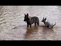 —-The Adventures of Dolly and Loki—— A German Shepherd and a Cow Dog.