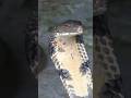 This Cobra Growls Like a Lion ! 😱🐍   King of the Jungle ! #kingcobra