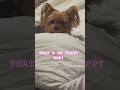 Lizzy the Yorkie | That’s My Puppy Dog 🥹🐾💖