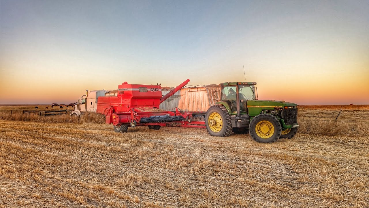 Уборка урожая в старину! Прицепной трактор Massey Ferguson 851 в действии.