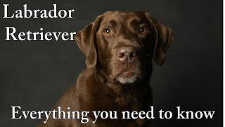 Labrador Retriever - All About This Popular Breed
