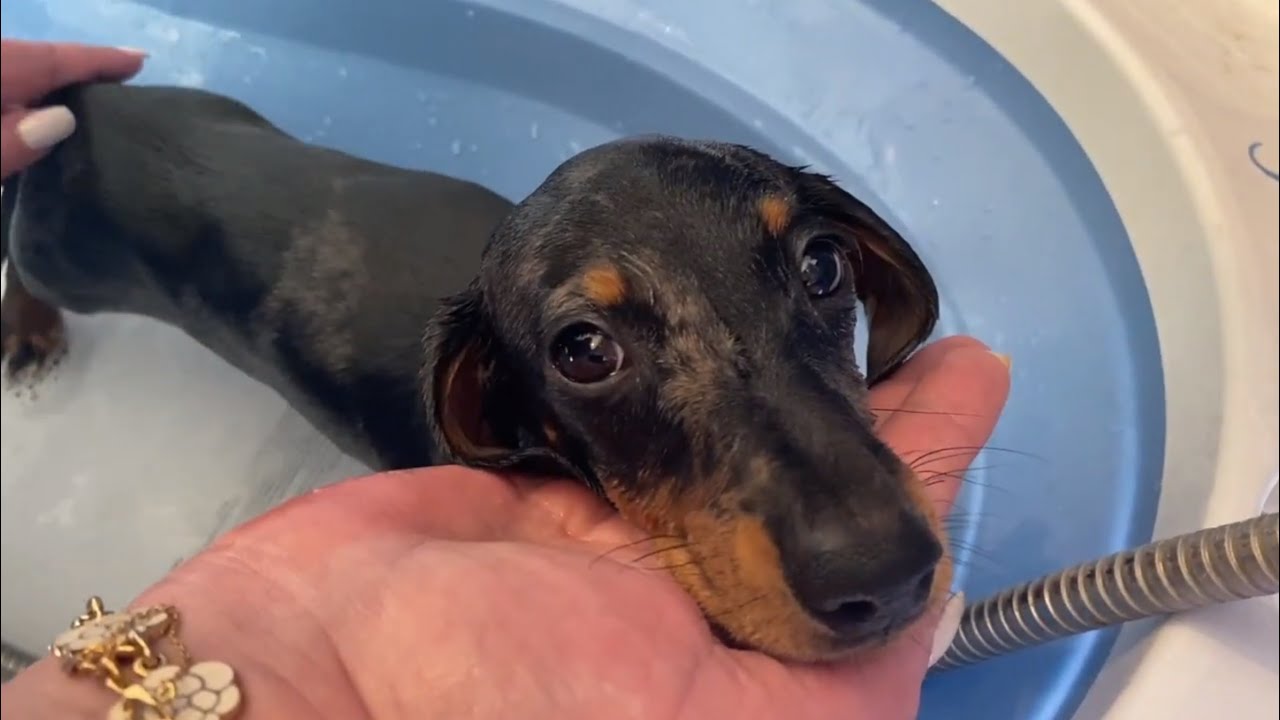 MINI DACHSHUND PUPPY HAS HIS FIRST BATH EVER 🛁 YouTube