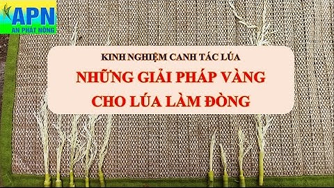 APN -  GIẢI PHÁP VÀNG CHO LÚA LÀM ĐÒNG #kinhnghiembonphandondong, #chamsocluagiaidoanlamdong