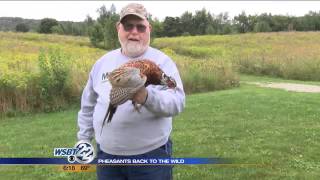 Group works to re-introduce pheasants into the wild