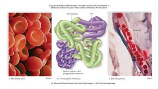 Human Biology Chapter 6 Blood