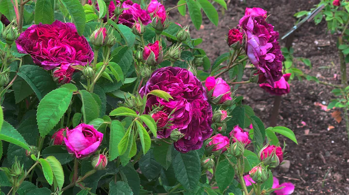 Old Rose - Rosa gallica Charles de Mills