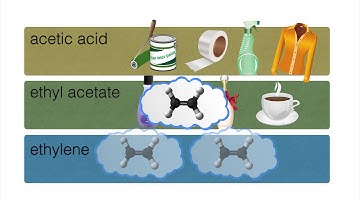 Everyday Products from Renewable Poplar Trees