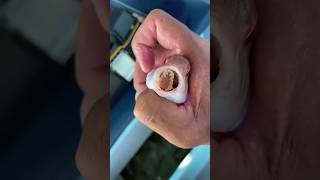 This Parasite Replaces A Fish's Tongue And Lives There 😱