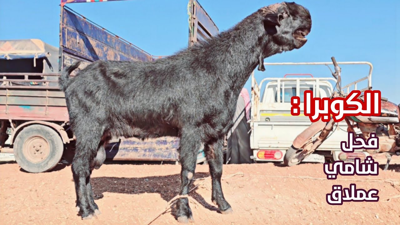 بازار الثلاثاء معرة مصرين ٣٠_ ٧ عرض فحول ماعز شامي كما صورنا أسعار اللحم والغنم والفطايم والخراف