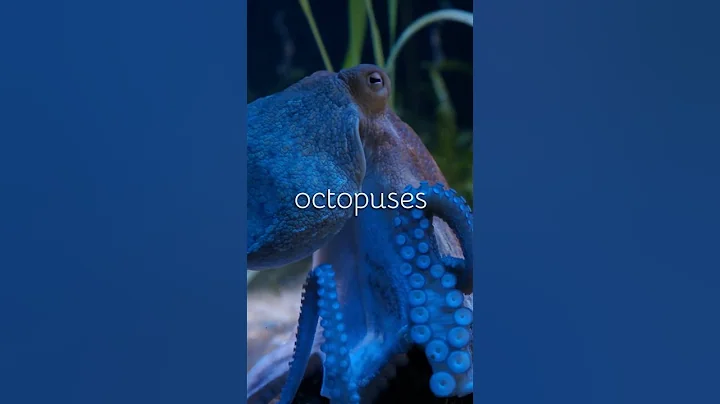 How do octopuses release their ink?  🐙