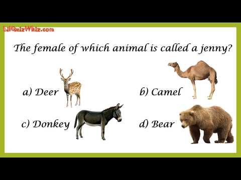 lilquizwhiz---animal-kingdom---3---learning-videos-for-kids---fun-quiz-for-kids---animal-quiz