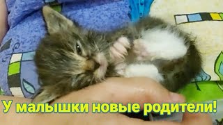 Брошенный больной котёнок нашёл новых родителей!