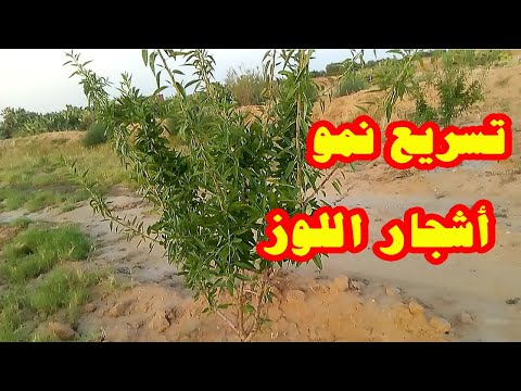 فيديو: كم من الوقت يستغرق ازدهار شجرة اللوز؟