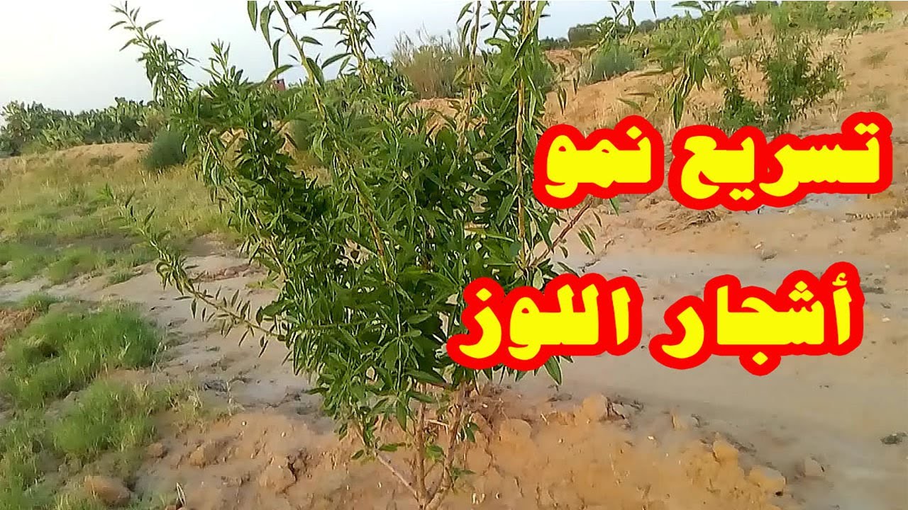 نصائح تسريع أشجار اللوز & تكبير الأشجار المثمرة في وقت قياسي