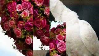 Sende Kaldı Yüreğim Resimi