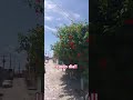 Um belo e abençoado dia pra você ❤️ ❤️
