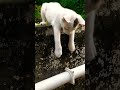 cute&amp;funny cat#shorts