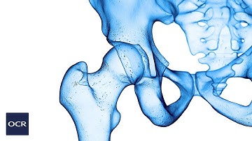 Types of synovial joint - OCR GCSE PE - Skeletal System (1.1)