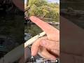 OUCH! Fishing Fail! Hook In Finger! #fishing #kayakfishingtips #fish #outdoors