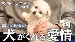 【003】生後2ヶ月半の子犬ポメプー、暮らして気づいた犬が向けてくれる愛情ましゅlog