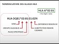 Systme hla en transplantation