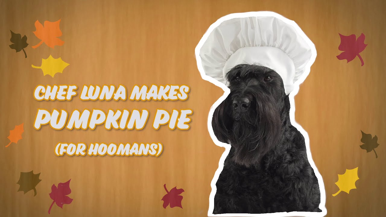 Dog Making Pumpkin Pie
