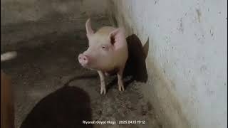 For sale available 6pig weight approx 90+kg location bilari Moradabad up 9758164444