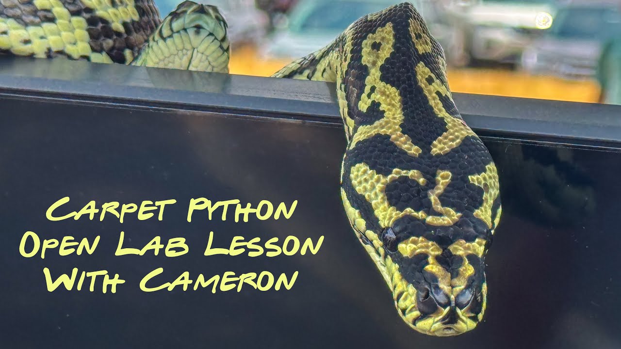 Open Lab - Carpet Python with Cameron