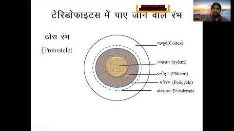 Stelar system Siphonostele (Hindi)