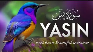 Surah Yasin (سورۃ یسین) most beautiful recitation || Quran Tilawat || Sultana Kamran