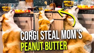 Corgi Works Hard to Steal Mom’s Peanut Butter as She Tells It Not To