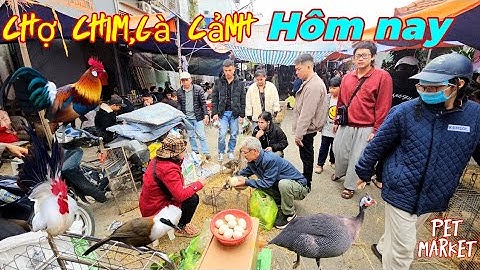 Khám phá chợ chim,gà cảnh lớn nhất Việt Nam.Ngỡ ngàng thấy nhiều...