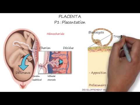 Vidéo: Où est le placenta cotylédonaire ?
