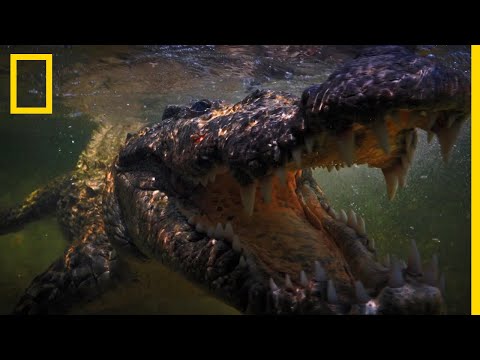 Vidéo: Différence Entre Les Alligators Et Les Crocodiles