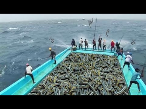 Video: Coltiviamo La Sorba Rossa Nel Paese