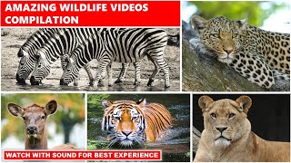 Amazing Wildlife. A Beautiful Video Reel Of Wild Animals Caught Candid