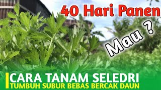 Cara Tanam Seledri dari Awal Sampai Panen | Panen Cepat | Bebas Bercak Daun