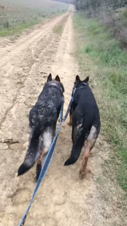 Walking Oima & Maarni with the ManMat double dog joring line