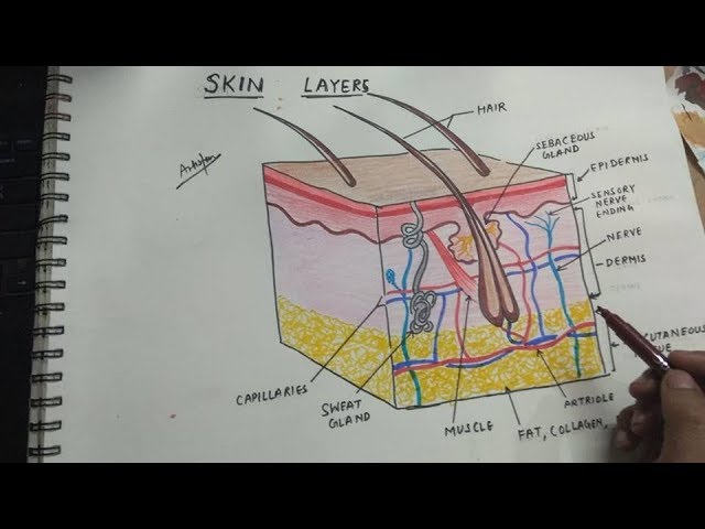 How To Draw Integumentary System Skin Layers Youtube