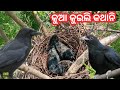 Sambalpuri vlog odisha village vlog moral stories in hindigaon ki maza