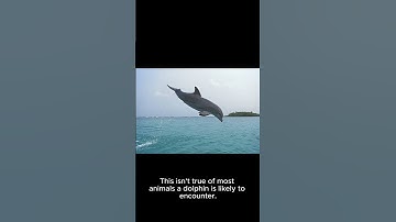 Why are Dolphins specifically friendly towards humans only and not towards other animals?