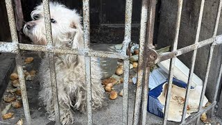 THE WORST Dog Condition I've EVER Seen! Neglected and Abused, but Shaved and Rescued