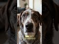 Why Your Dog Gets Anxious When You Leave (Separation Anxiety Explained)