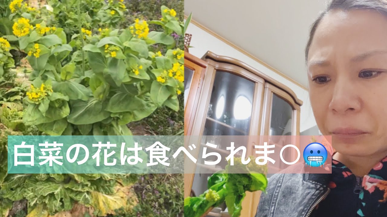 人体実験 白菜の花は食べられるの Shorts 体はります Youtube