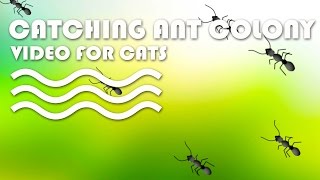 Cat Games On Screen - Catching Ant Colony. Insects Video For Cats.