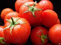 Самогон томатный