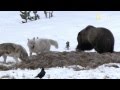Grizzly vs loups