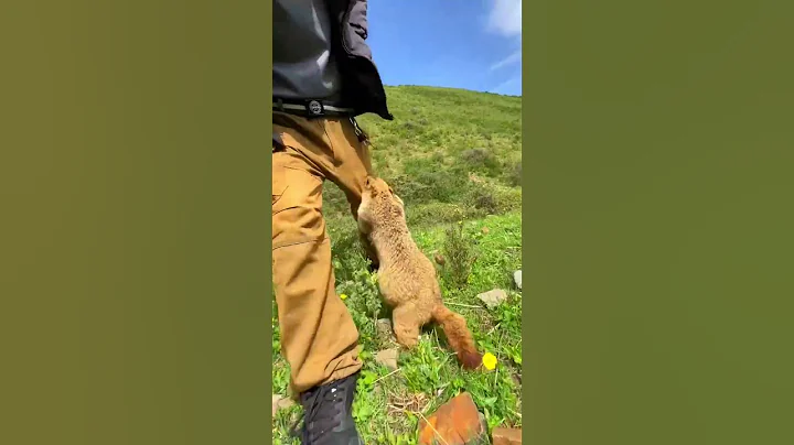 Cute Wild animal bobak marmot or prairie dog eating cookies yummy 57 - DayDayNews